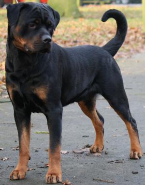 Jensen (aged 22 months)
