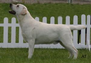 Archie 
