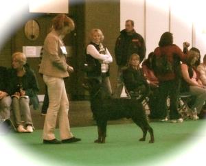 Mojo at Crufts