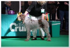 Crazy at Crufts