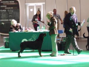 Crufts 2011