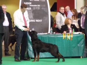 Crufts 2011