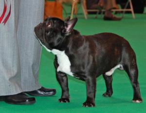 Crufts 2011