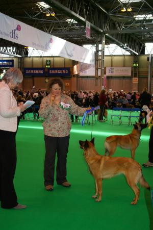 Lily at Crufts