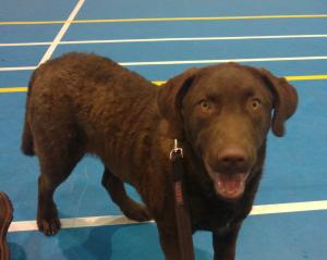 Tia at Coventry Gundog