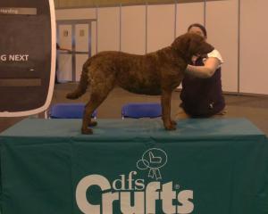 Marli Crufts 2011
