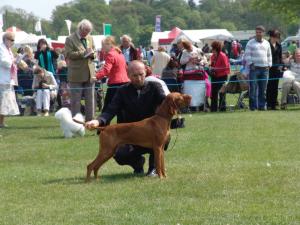 Fuge at crufts