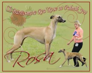 Ch Barnesmore Red Rose at Palmik JW