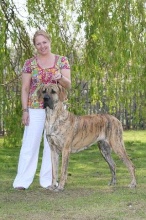 Brindle Great Dane