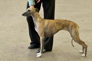 Ch Barnesmore Red Rose at Palmik JW