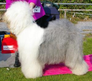 Res Green Star - Sth Tipperary Ch Show - April 201