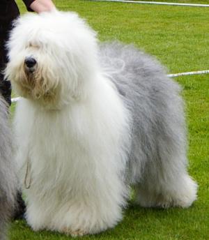 Green Star/CACIB/BOS at Fermoy Ch Show, May 2011
