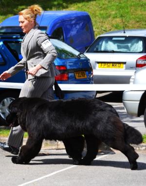 Andro moving in the class at Redditch Show