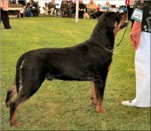 Oscar at first champ show