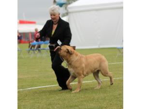 Last time in puppy at 11 months and 3 weeks
